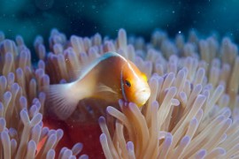 The Last Reef