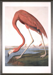 John James Audubon print