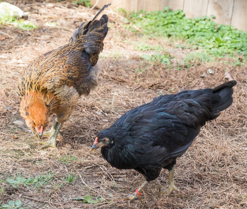 Two of Liz Smith’s hens.