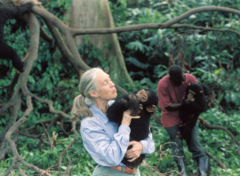 Jane Goodall's Wild Chimpanzees