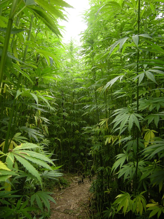 A hemp field in Fance. Photo by Barbetorte.