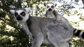 Island of Lemurs: Madagascar