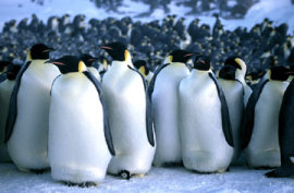 March of the Penguins