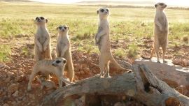 Meerkats 3D