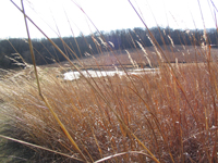 Our Lady of the Prairie pond