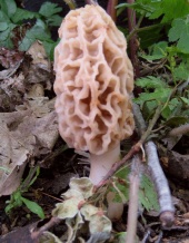 the morel mushroom