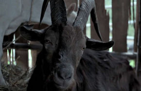 Black Phillip in The Witch