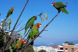 The Wild Parrots of Telegraph Hill