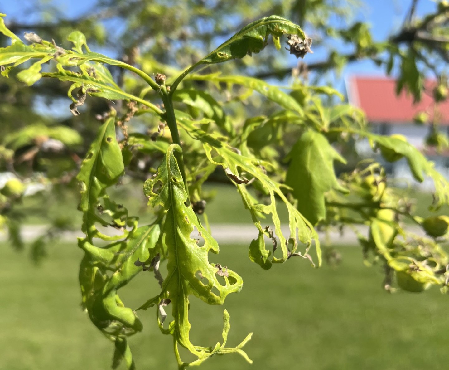 Oak tatters from acetochlor contamination in 2026 at Prairie Oaks Reservation in LeClaire, Iowa. (Ph