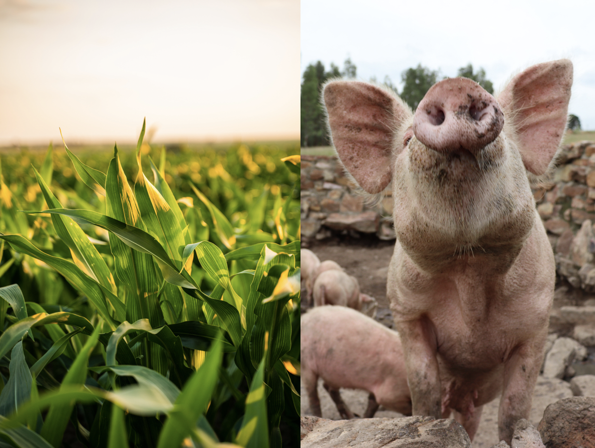 1049 SEP 2026 Corn & Pigs Uncommon Sense Joel Lorentzen River Cities Reader 1049 SEP 2026 Corn & Pigs Uncommon Sense Joel Lorentzen River Cities Reader.png