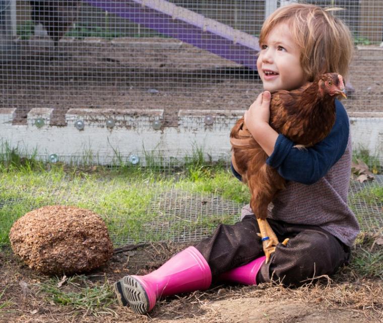 Three-year-old Cole Petersen holding one of Moline’s newly legal chickens.