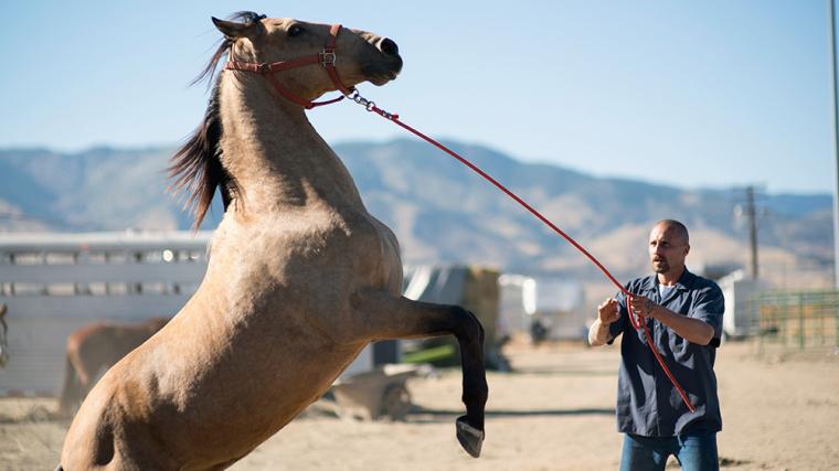 Matthias Schoenaerts in The Mustang