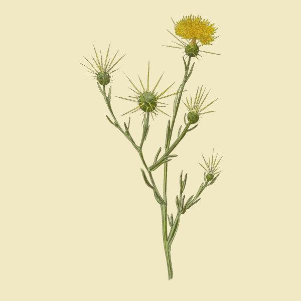 Star Thistle, The Best of Star Thistle