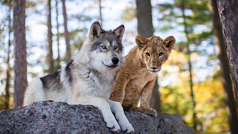 The Wolf & the Lion