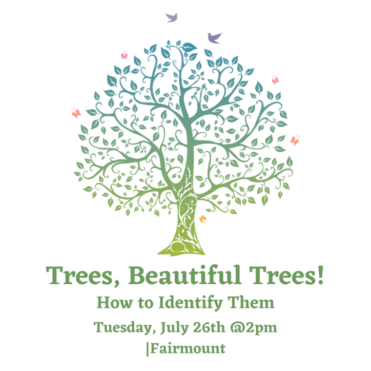 Trees, Beautiful Trees! How to Identify Them River Cities' Reader