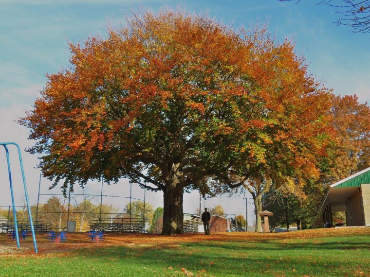 European Copper Leaf Beech - Fagus sylvatica – Circ. 12'4”, Height 53', Ave. Crown Spread 72”, Total Pionts 218, Champion Rank = 3rd, Location – Durant, Iowa.