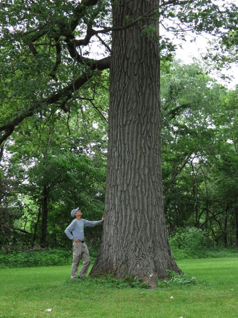 Northern Red Oak - Quercus rubra - Measured 5/14/2019 by Mark Rouw, Nominated by Mark Rouw,  Circ.- 16’8”, Height- 95’9”, Spread- 86.5, Total Points- 317, Champion Ranking - Co Champ, Location: Muscatine County, Iowa.