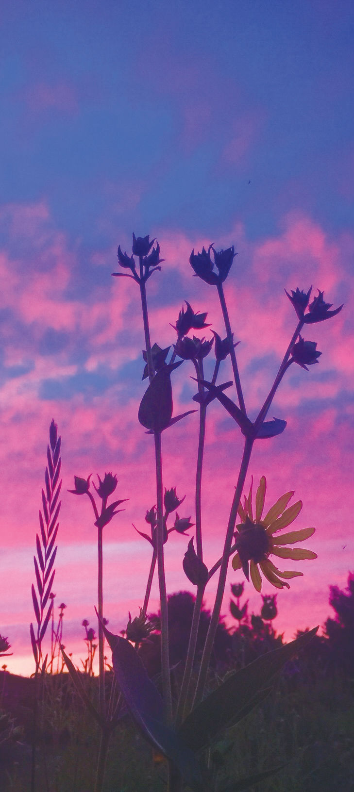 2023 Reader Spring Photo Contest - Honorable Mention : Prairie by Joyce Singh