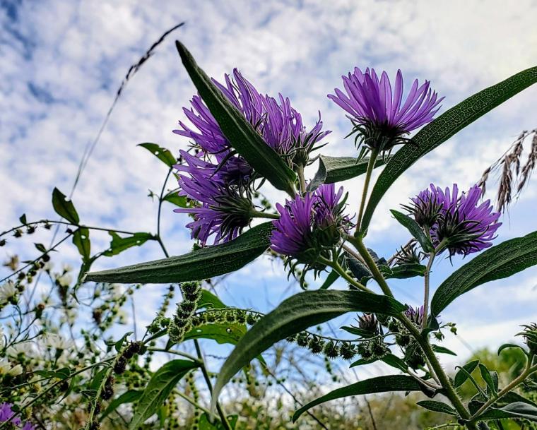 Maquoketa Caves Prairie - New England Aster