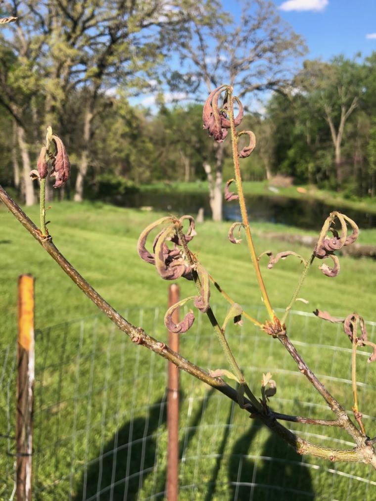 Dying White Oak