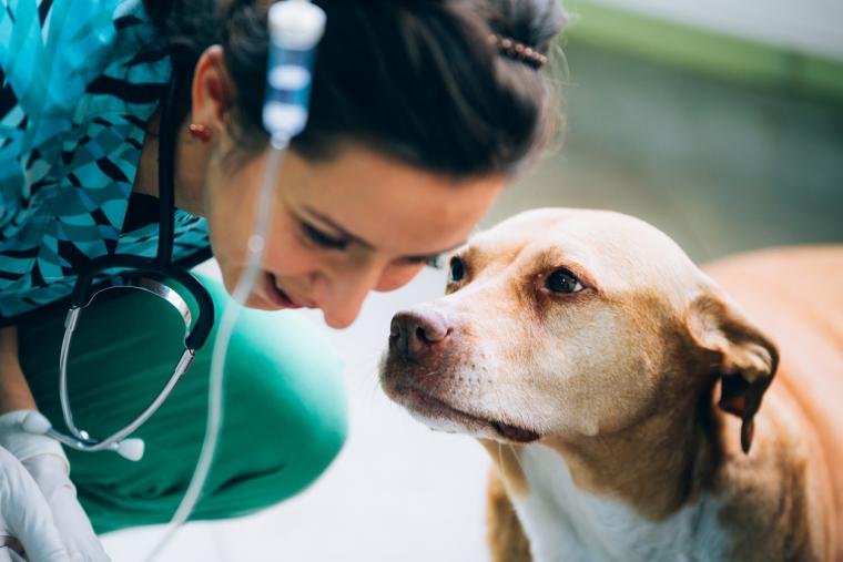 Dogs need donated blood, too.