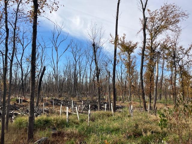 New trees (in white tubes), seen Nov. 2, 2024, are among 2,500 trees Nahant planted since 2021 (photo by Jonathan Turner).
