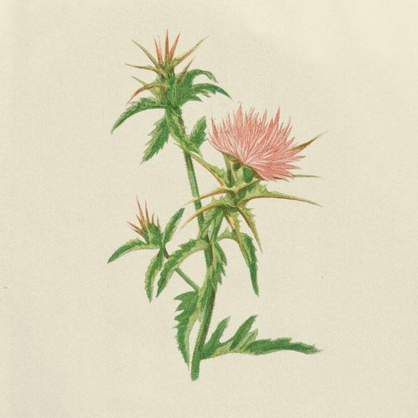 Star Thistle, The Remnants of Star Thistle