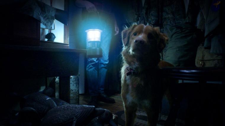 Indy in Good Boy