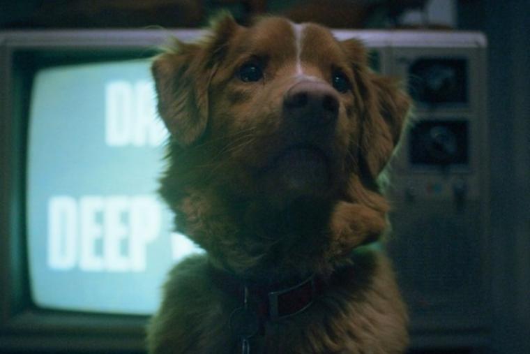 Indy in Good Boy