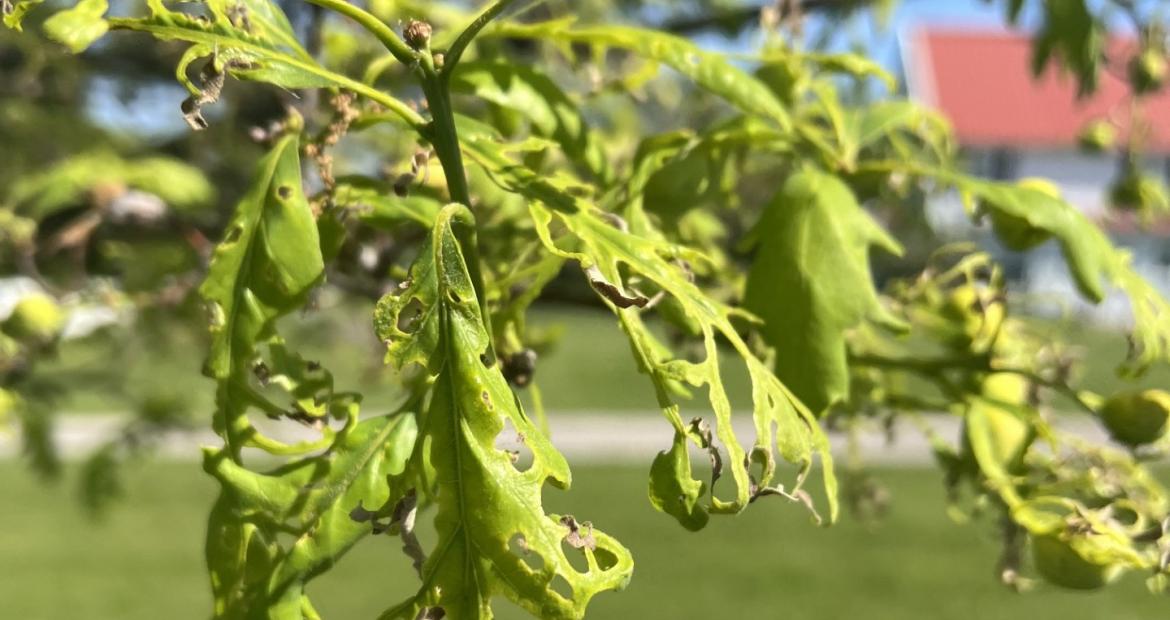 Oak tatters from acetochlor contamination in 2026 at Prairie Oaks Reservation in LeClaire, Iowa. (Ph