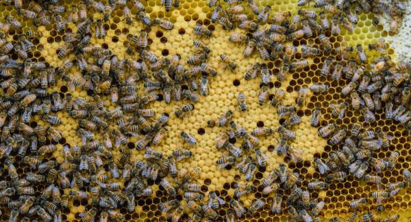 Scholars describe progressive societies as being akin to beehives. 